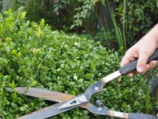 Q&A: Pruning Coreopsis and Marguerite Daisies | HGTV