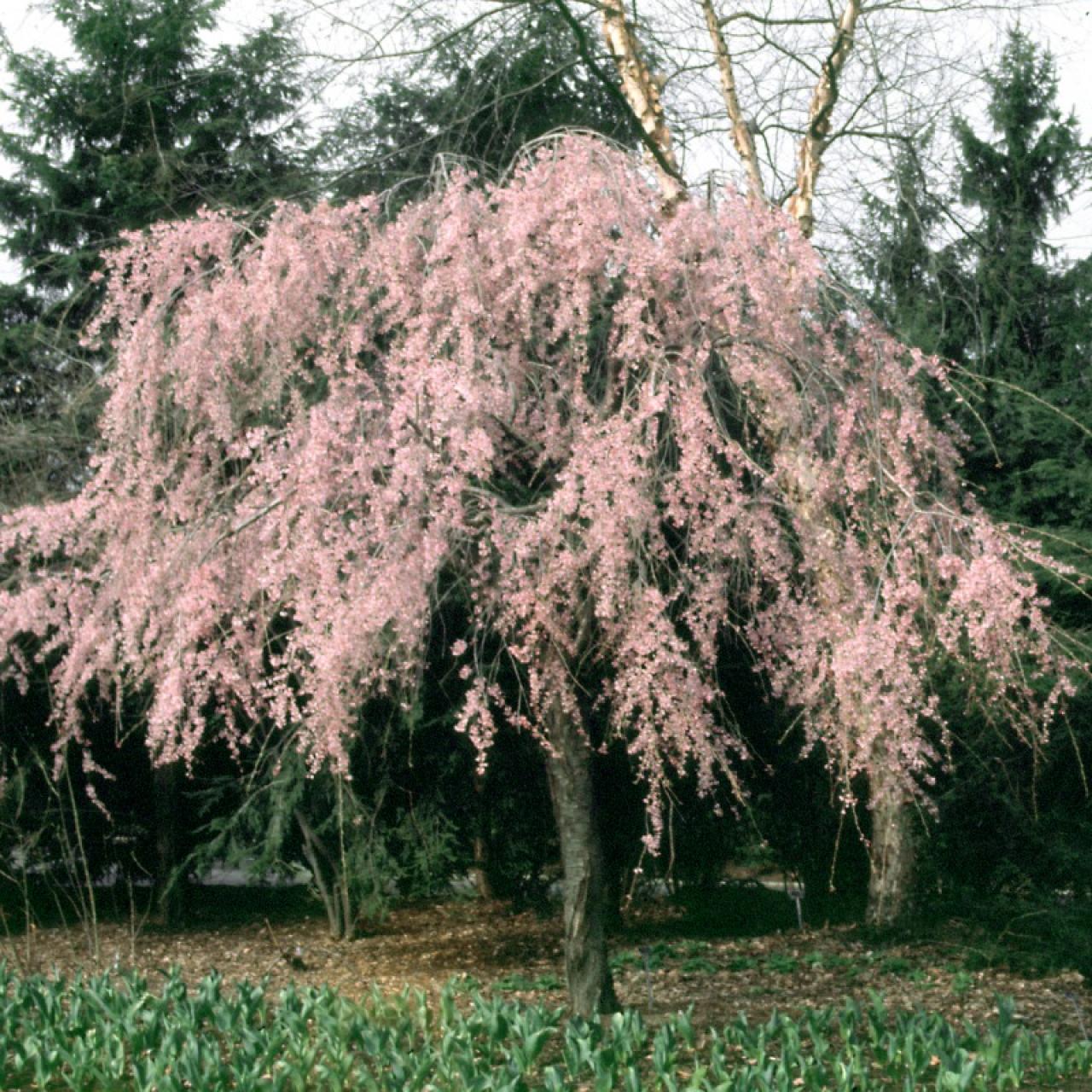 flowering cherry tree varieties