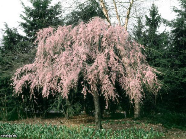 weeping cherry tree leaf