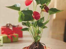 Who else can say they've received a gift blessed by a Hawaiian spiritual leader? This gorgeous exotic plant is set in porous rock for a natural look. $59; <a href="http://www.vivaterra.com/garden/plants/anthurium-volcano-plant.html" target="_blank">vivaterra.com</a>