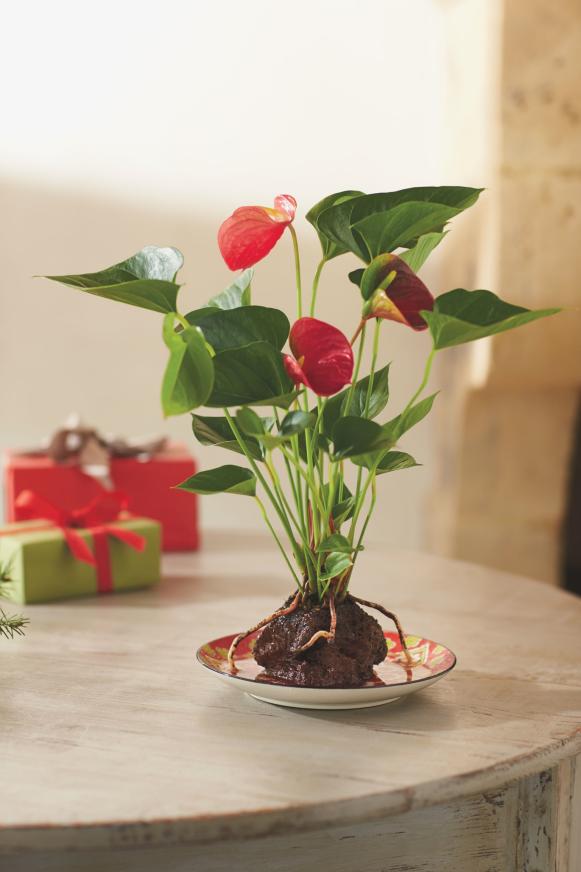 Who else can say they've received a gift blessed by a Hawaiian spiritual leader? This gorgeous exotic plant is set in porous rock for a natural look. $59; <a href="http://www.vivaterra.com/garden/plants/anthurium-volcano-plant.html" target="_blank">vivaterra.com</a>
