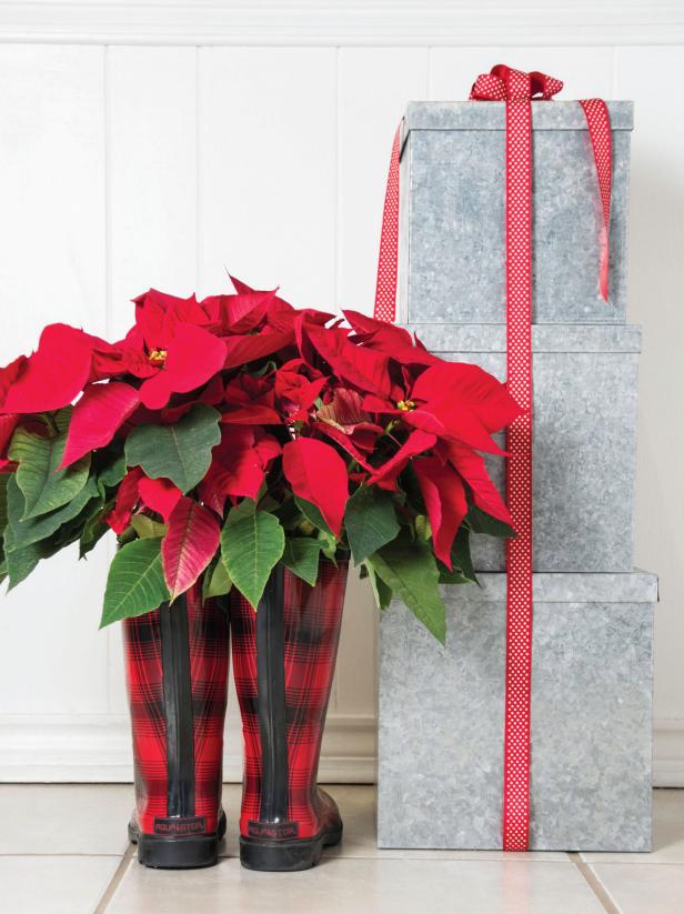 20 Ways To Decorate With Poinsettias For The Holidays Hgtv S Decorating Design Blog Hgtv