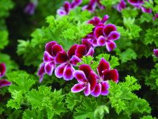 You'll catch the light, citrusy scent of lemons in 'Angel's Perfume,' a 2014 geranium introduction from Burpee. The burgundy blossoms are backed by ruffled, cool-green leaves. Best of all, this geranium can take shade to full sun. The plants grow 12&quot; to 14&quot; in height and width.