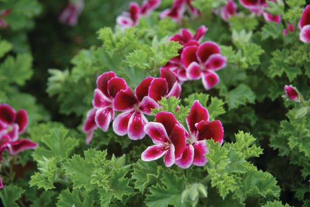 You'll catch the light, citrusy scent of lemons in 'Angel's Perfume,' a 2014 geranium introduction from Burpee. The burgundy blossoms are backed by ruffled, cool-green leaves. Best of all, this geranium can take shade to full sun. The plants grow 12&quot; to 14&quot; in height and width.