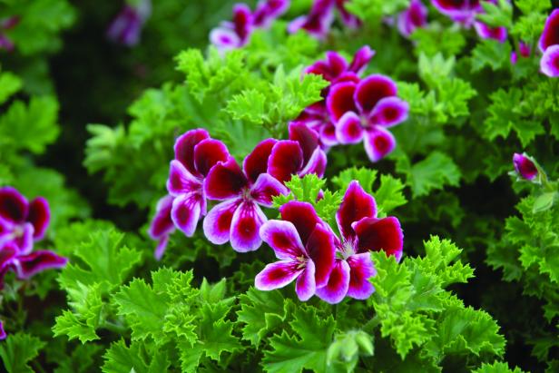 You'll catch the light, citrusy scent of lemons in 'Angel's Perfume,' a 2014 geranium introduction from Burpee. The burgundy blossoms are backed by ruffled, cool-green leaves. Best of all, this geranium can take shade to full sun. The plants grow 12&quot; to 14&quot; in height and width.