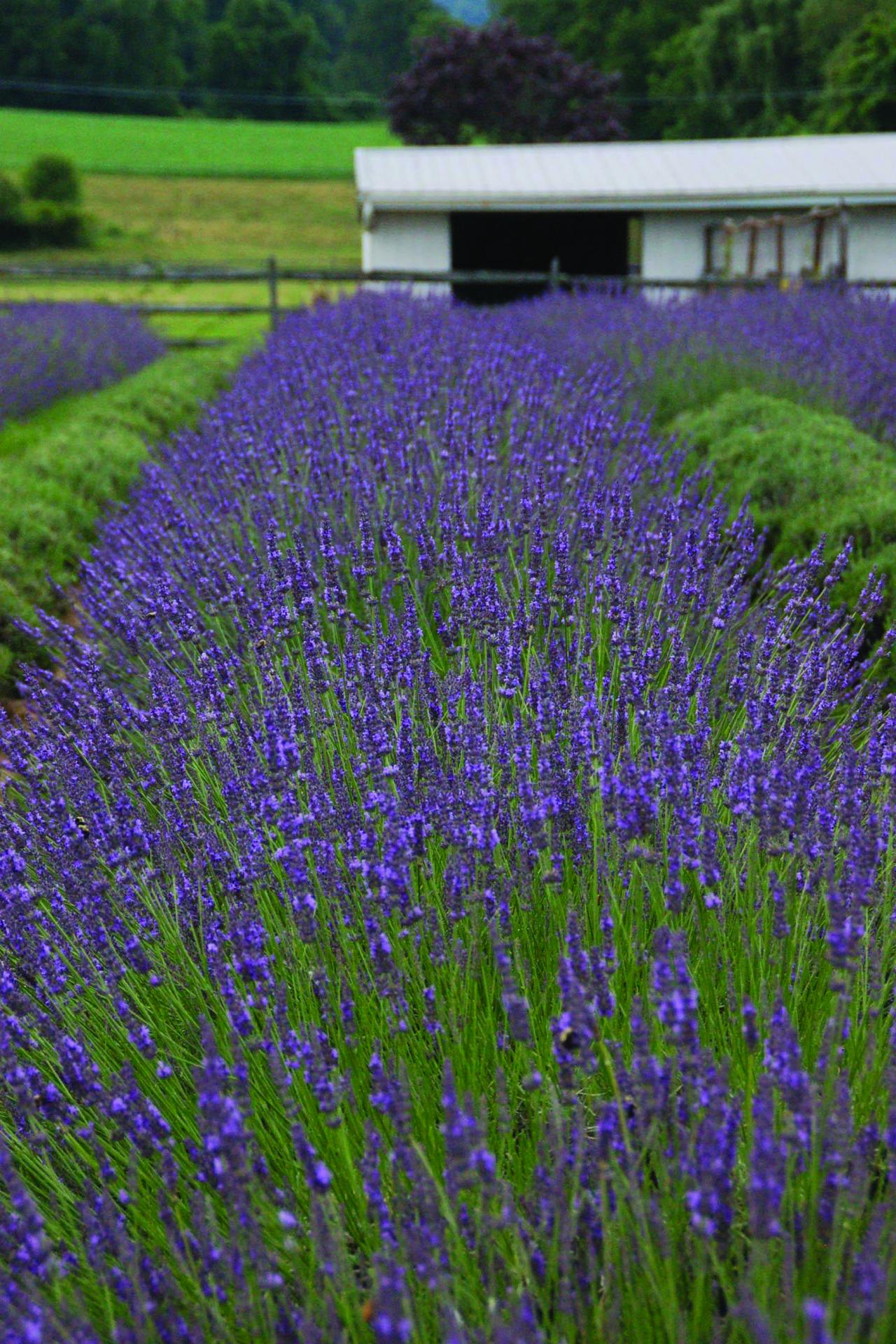 How to Plant, Grow and Care for Lavender HGTV