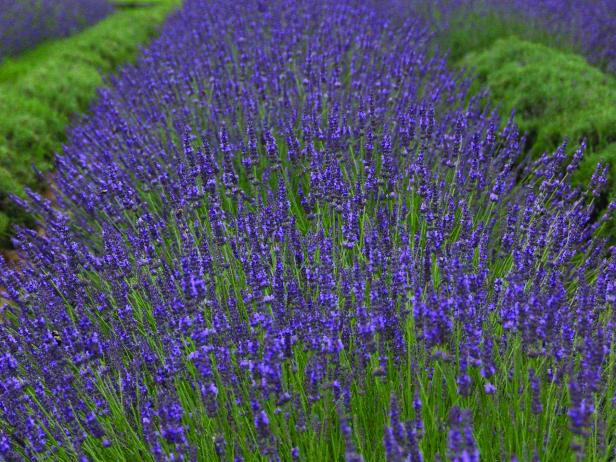 How To Plant, Grow And Care For Lavender | HGTV