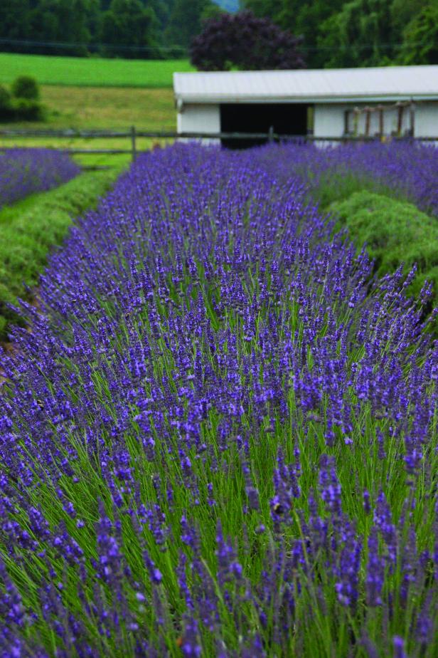 Field of Lavender 'Phenomenal' (Lavandula x intermedia 'Phenomenal')
