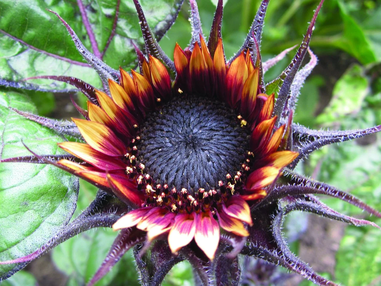 Inside Out Science WB 3 (lores)watermarked - Flipbook by  enquiry@alstoneducation.com | FlipHTML5, image size:1280x960