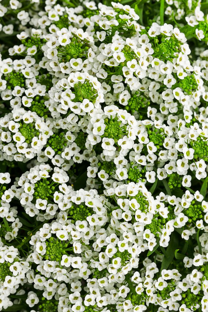 Fragrant 'White Knight' Lobularia, commonly known as alyssum, has improved heat tolerance and blooms  for a long time in the garden. Use it as a container plant or groundcover to attract bees and butterflies.