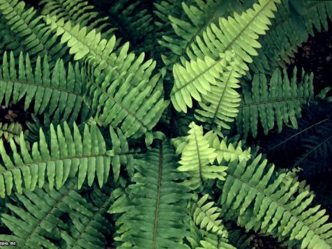 Growing Boston Ferns