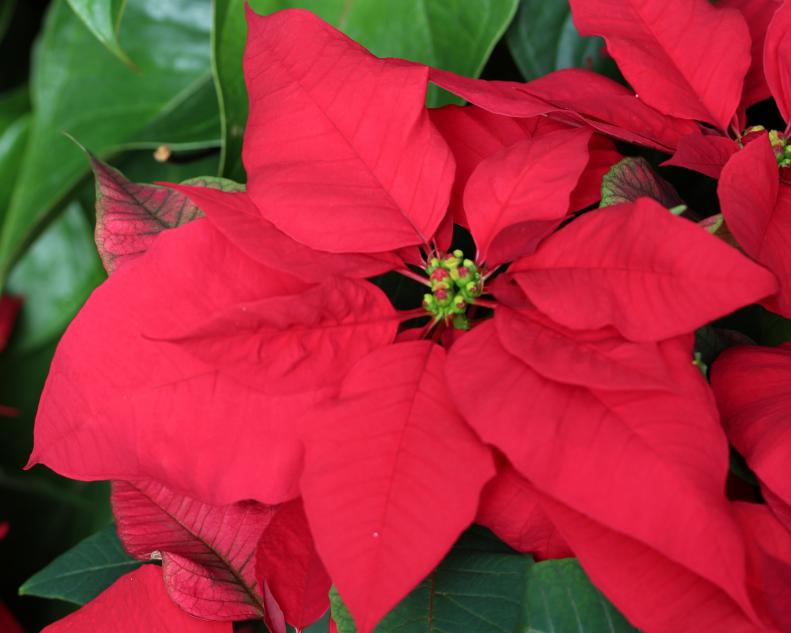 The 'Advent Red' poinsettia features intense red blooms and dark green leaves and is featured during the holidays in the Biltmore Estate's Conservatory.