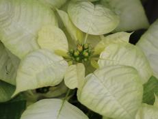 The elegant 'Glace' poinsettia features bright white bracts.