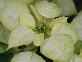 The elegant 'Glace' poinsettia features bright white bracts.