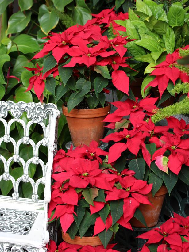 Poinsettia Culture and Colors