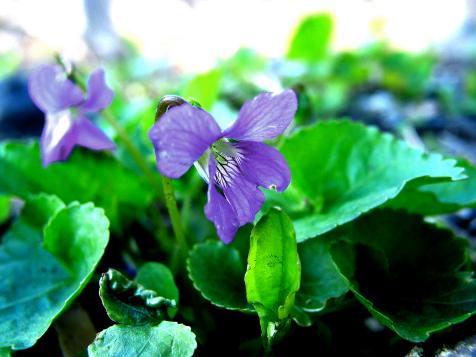 Edible Common Blue Violet for Your Supper Plate