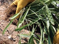 Roots on Perennial Plant Being Divided