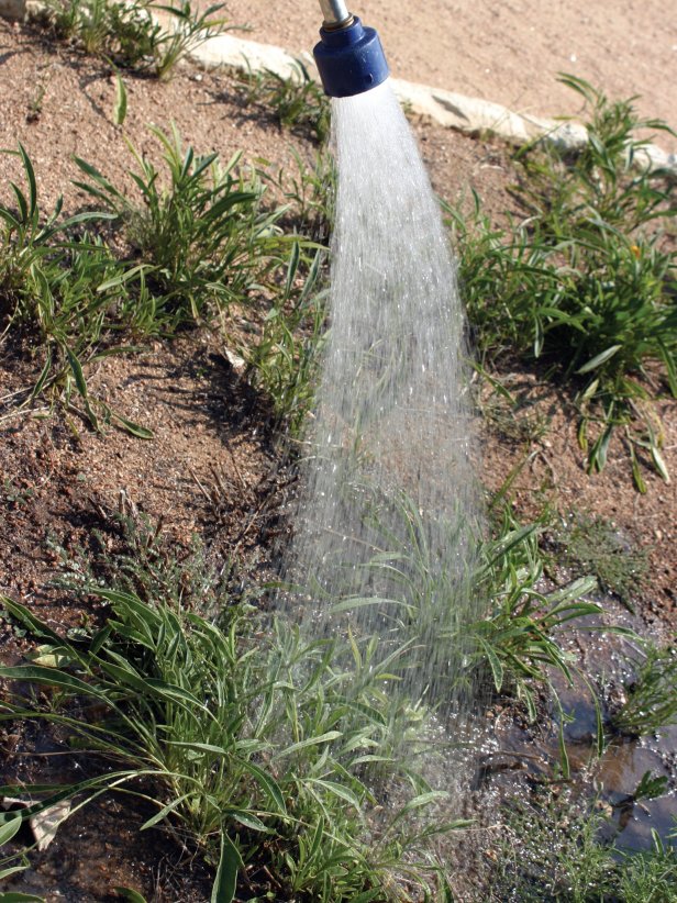 Watering Transplanted Perennial