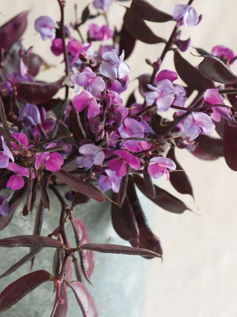 Hyacinth Bean Flowering Vine