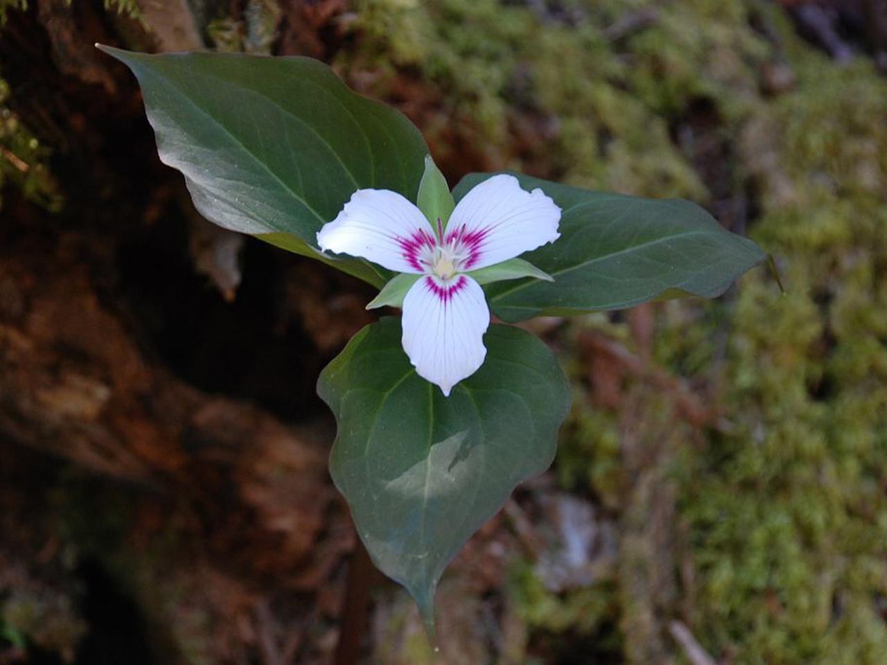 20 Great American Wildflowers