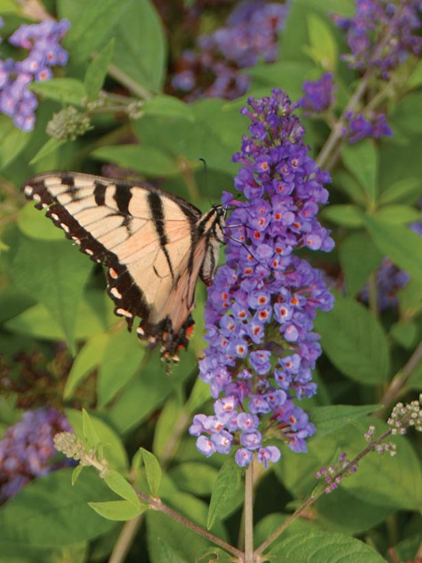 Butterfly Bush (Buddleia Lo and Behold® ‘Blue Chip’) Zones 5–9