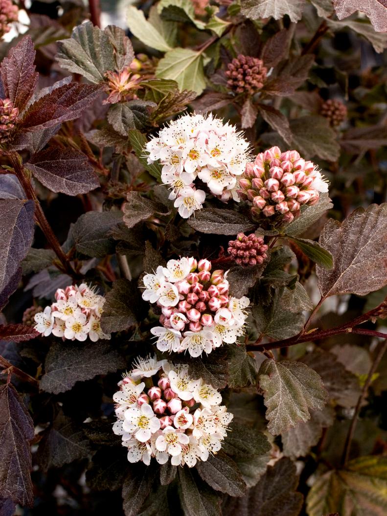 Ninebark Blooms