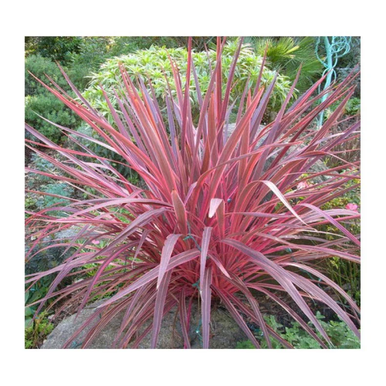 Cordyline Electric Pink