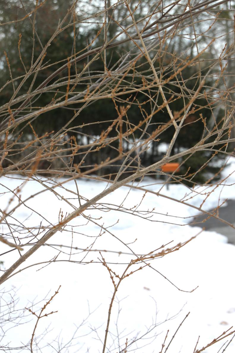 forsythia branches