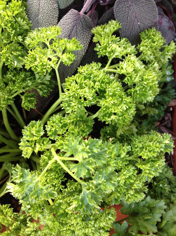 parsley is a great winter herb