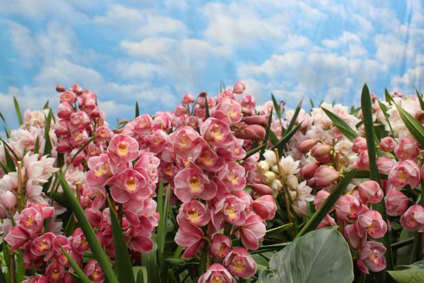 Cymbidium