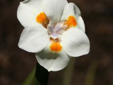 African Iris Flower