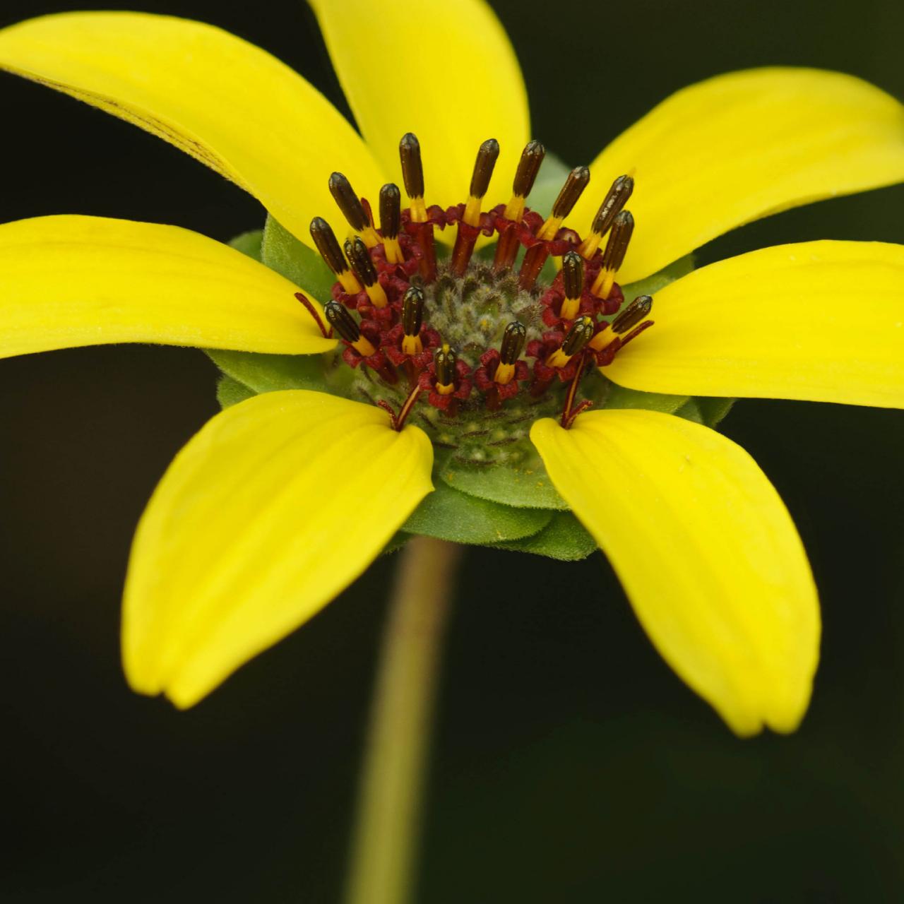 Flowers Bloom At Night In Sri Lanka Best Flower Site