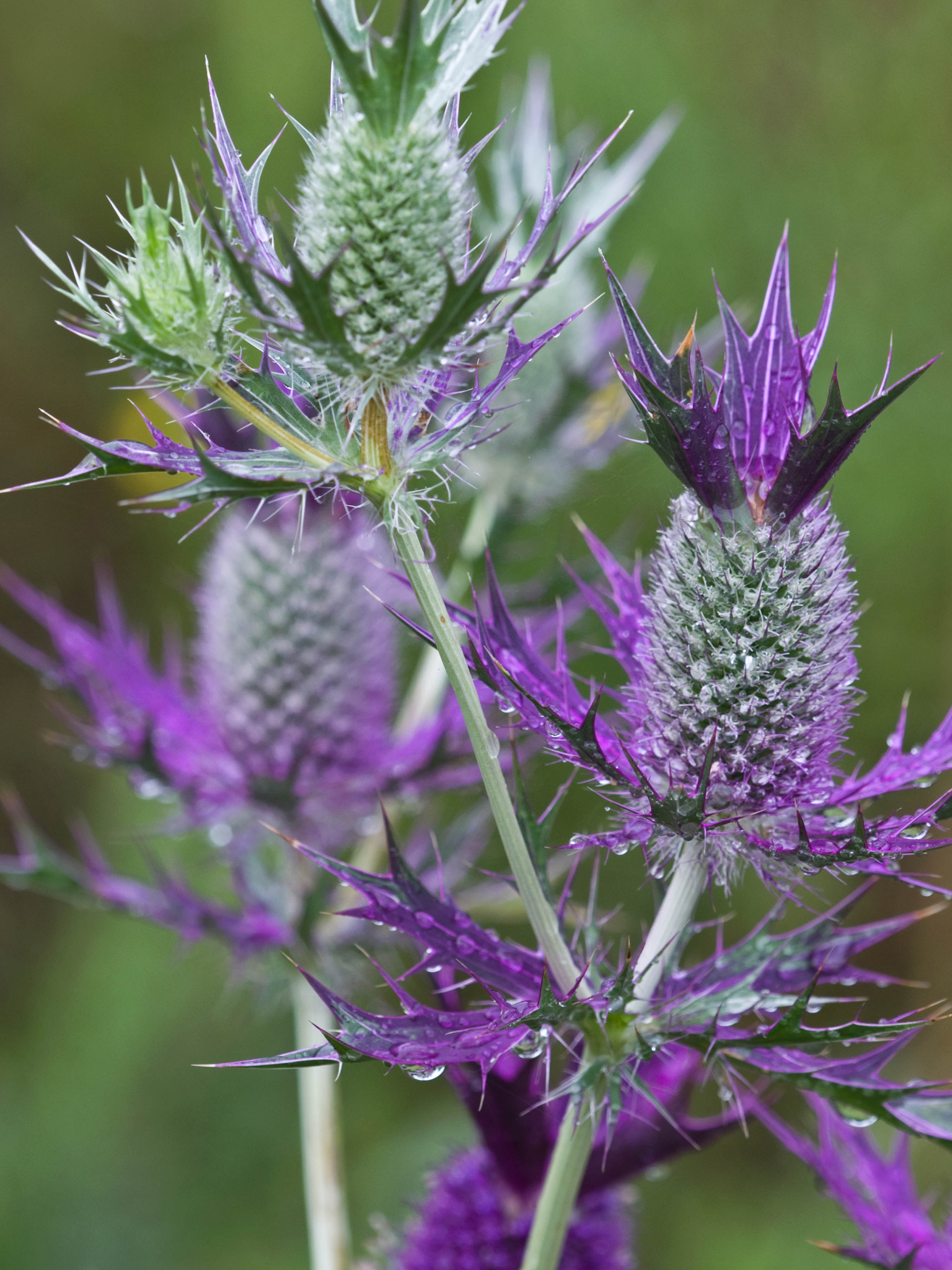 Красивые колючие растения. Eryngium leavenworthii. Фиолетовый чертополох эрингиум. Синеголовник срезка. Фиолетовый сорняк с колючками.