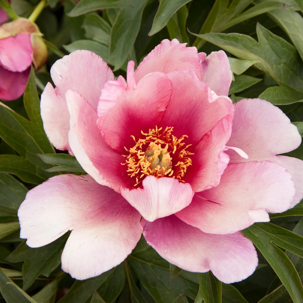 Itoh Peony HGTV