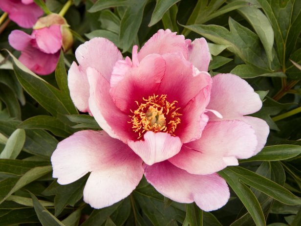 Itoh Peony