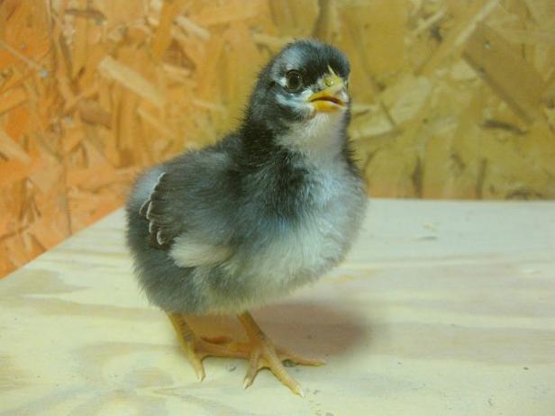 Requirements for organic certification begin after a baby chick reaches its second day.