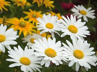 Shasta Daisy Flowers