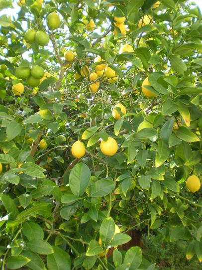 Main Squeeze Growing Citrus Trees Hgtv