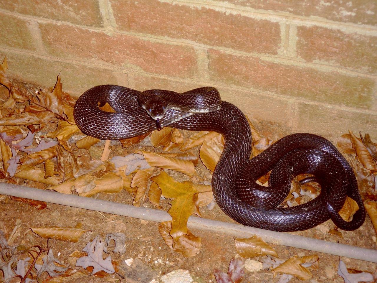 How To Keep Snakes Out Of Your Yard Hgtv