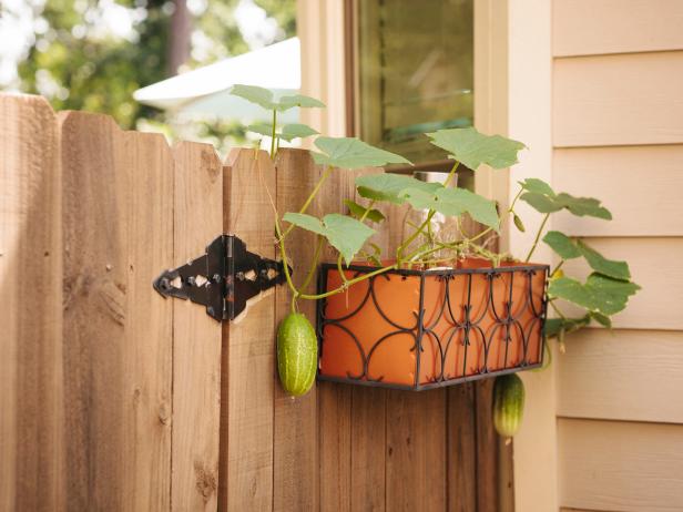 Grow veggies where ever you can. Even hanging over the backyard fence.