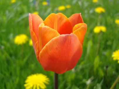 How To Force Tulips To Bloom Indoors In The Winter How Tos