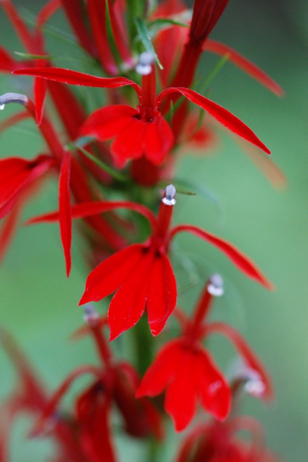 cardinal flower