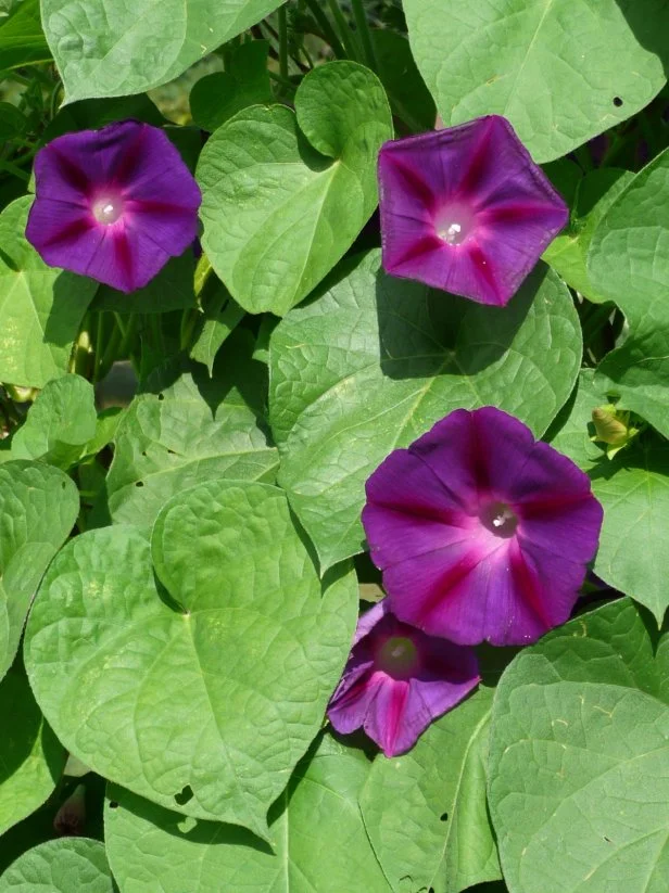morning_glorys_473.JPG