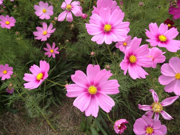 pink cosmos flowers