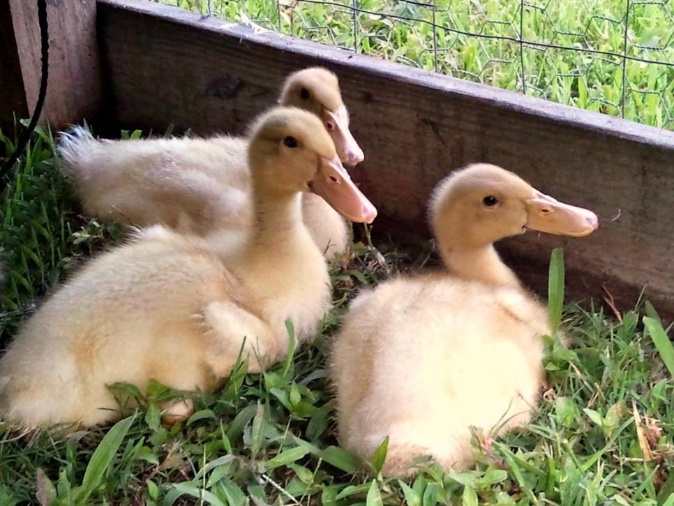 Duckling Breed Chart