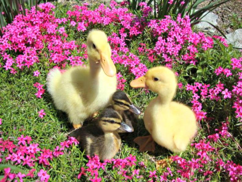 mallard and pekin ducklings