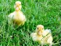 How much yard space do pet ducks need? — K&H Pet Products