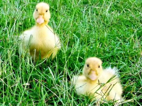 Raising Ducks: Caring for Ducklings