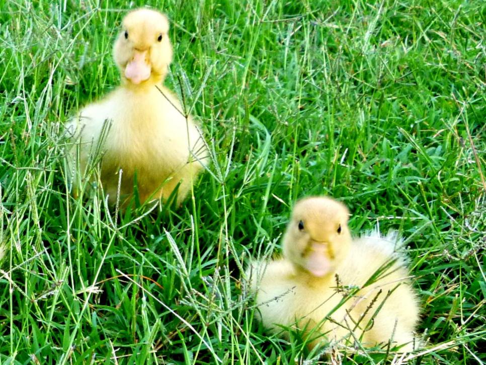Duck Breeds for Backyard Flocks | HGTV