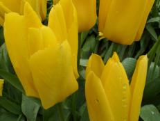 Mother Nature does its best with these near-perfect yellow tulips grown in the Skagit Valley.